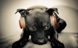 Perro con auriculares